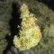 Lemon Jack Seeds (Seedkeepers)