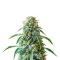 Graines de cannabis Northern Flame (Secret Valley Seeds)