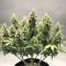 OG Critical (Emerald Triangle Seeds)