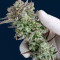 Strawberry Banana Auto Seeds