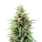 Graines de cannabis Stress Killer Automatic CBD (RQS)