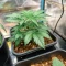 Sugarlato Auto Seeds