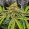 Watermelon Z Fast Version Feminized Seeds (EGS)