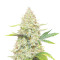 Sunset Sherbet (Herbies Seeds)