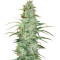Graines de cannabis Super Skunk regular (Nirvana Seeds)