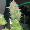Tahoe OG Kush Seeds