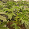 Wedding Cookies (Original Sensible Seeds)