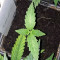 Alien Gorilla (Big Head Seeds)