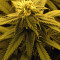 Amnesia Mistery Seeds