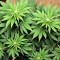 Blueberry Gum marijuana strain