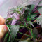 CBD 1:1 Silver Lime Haze Semi femminizzati autofiorenti
