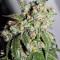 Cataract Kush Seeds