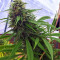 Critical Mass Seeds (Mr. Nice Seedbank)