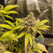 Critical Super Silver Haze Seeds