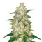 Gelato Auto feminized seeds (Original Sensible Seeds)