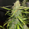 Hindu Kush feminized seeds