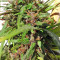 Honduras Seeds