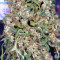 Hubbabubbasmelloscope Auto Seeds