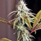 Mangobiche Kush Seeds