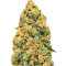 Mind Can'trol (Dr. Krippling Seeds)