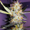 Graines de cannabis Narcotherapy Auto (Cream of the Crop Seeds)