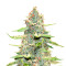 Northern Light x Big Bud (World of Seeds)