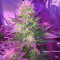 Ripper Haze (Ripper Seeds)