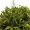 Skullcap Regular seeds