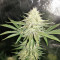 Graines de cannabis Sour Kosher (DNA Genetics)
