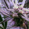 Graines de cannabis Sour Tangie (Reserva Privada)