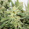 Sementes Feminizadas de Sugar Black Rose Early Version (Delicious Seeds)