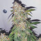 Sweet Mango Auto (GHS)