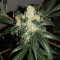 Wedding Cake Auto Feminized Seeds
