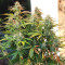 White Haze Automatic feminized seeds