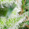 Zamaldelica Regular seeds