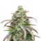 Amnesia Haze (Herbies Seeds)