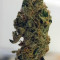 Auto Masszar Seeds