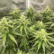 Cheese (Herbies Seeds)