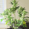 Graines féminisées de Godzilla Original Glue GG#4 (Herbies Seeds)