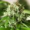 Graines féminisées de Godzilla Original Glue GG#4 (Herbies Seeds)