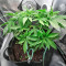 Original Glue Seeds