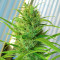Passion #1 feminized seeds