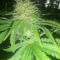 LSD Seeds - Cannabis Strain Seeds for Sale