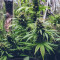 Original Auto OG Kush Seeds - Cannabis Strain Seeds for Sale