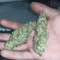 Bruce Banner Seeds (Fast Buds) - Cannabis Strain Seeds for Sale
