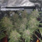 Buy Wedding Cake Auto feminized seeds by Barney's Farm