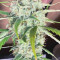 Auto Colorado Cookies Seeds - Cannabis Strain Seeds for Sale