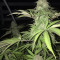 Sementes feminizadas Kush Early Version desconhecidas à venda