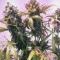 Buy Skywalker Haze feminized seeds by Dutch Passion