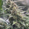 Vente de graines de cannabis Kosher Cake Auto (Fast Buds)